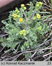 Senecio vernalis (starzec wiosenny)