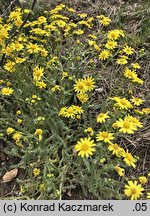 Senecio vernalis (starzec wiosenny)