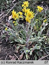 Senecio vernalis (starzec wiosenny)