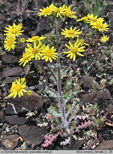 Senecio vernalis (starzec wiosenny)