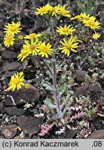 Senecio vernalis (starzec wiosenny)