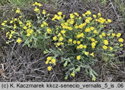 Senecio vernalis (starzec wiosenny)