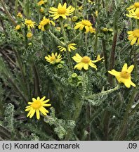 Senecio vernalis (starzec wiosenny)