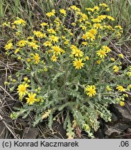 Senecio vernalis (starzec wiosenny)