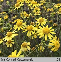 Senecio vernalis (starzec wiosenny)