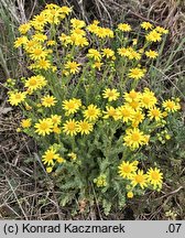 Senecio vernalis (starzec wiosenny)