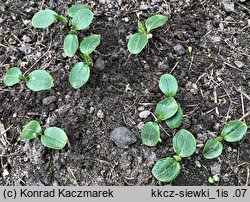 Lunaria annua (miesiącznica roczna)