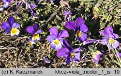 Viola tricolor s.str. (fiołek trójbarwny)