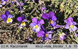 Viola tricolor (fiołek trójbarwny)