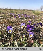 Viola tricolor s.str. (fiołek trójbarwny)