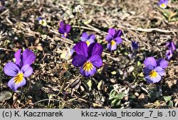 Viola tricolor s.str. (fiołek trójbarwny)