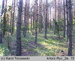 Arenaria graminifolia (piaskowiec trawiasty)