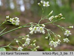 Arenaria graminifolia (piaskowiec trawiasty)