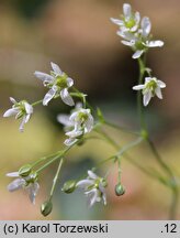 Arenaria graminifolia (piaskowiec trawiasty)