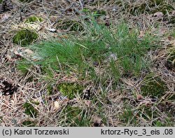 Arenaria graminifolia (piaskowiec trawiasty)