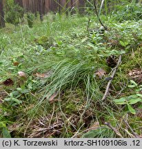 Arenaria graminifolia (piaskowiec trawiasty)