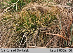 Carex davalliana (turzyca Davalla)