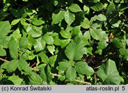 Rubus grabowskii (jeżyna bukietowa)
