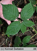 Rubus glivicensis (jeżyna gliwicka)