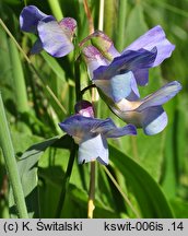 Lathyrus palustris (groszek błotny)