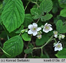 Rubus camptostachys (jeżyna orzęsiona)