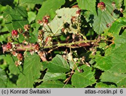 Rubus grabowskii (jeżyna bukietowa)