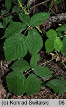 Rubus glivicensis (jeżyna gliwicka)