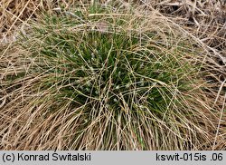 Carex davalliana (turzyca Davalla)