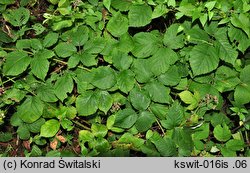 Rubus seebergensis (jeżyna mosińska)