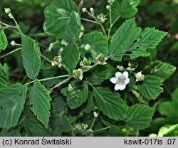 Rubus camptostachys (jeżyna orzęsiona)