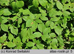 Rubus grabowskii (jeżyna bukietowa)