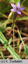 Gentianella uliginosa (goryczuszka błotna)