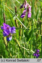 Lathyrus palustris (groszek błotny)