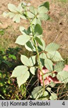 Rubus grabowskii (jeżyna bukietowa)