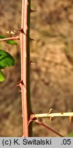 Rubus sulcatus (jeżyna bruzdowana)