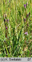 Gentianella uliginosa (goryczuszka błotna)