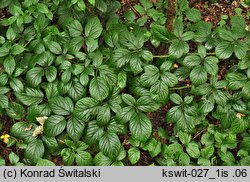 Rubus apricus (jeżyna słoneczna)