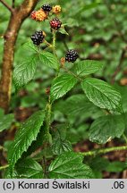 Rubus apricus (jeżyna słoneczna)