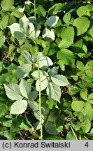 Rubus grabowskii (jeżyna bukietowa)