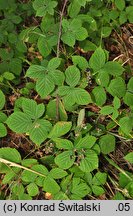 Rubus camptostachys (jeżyna orzęsiona)