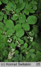 Rubus spribillei (jeżyna Spribillego)