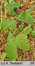 Rubus camptostachys (jeżyna orzęsiona)