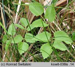 Ostericum palustre (starodub łąkowy)