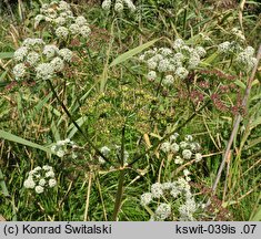 Ostericum palustre (starodub łąkowy)