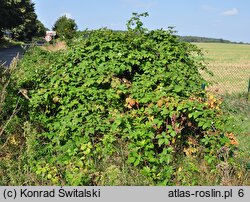 Rubus grabowskii (jeżyna bukietowa)