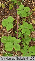 Rubus camptostachys (jeżyna orzęsiona)