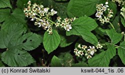 Rubus spribillei (jeżyna Spribillego)