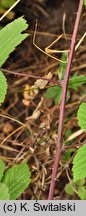 Rubus camptostachys (jeżyna orzęsiona)