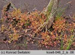 Drosera rotundifolia (rosiczka okrągłolistna)