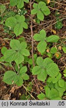 Rubus camptostachys (jeżyna orzęsiona)